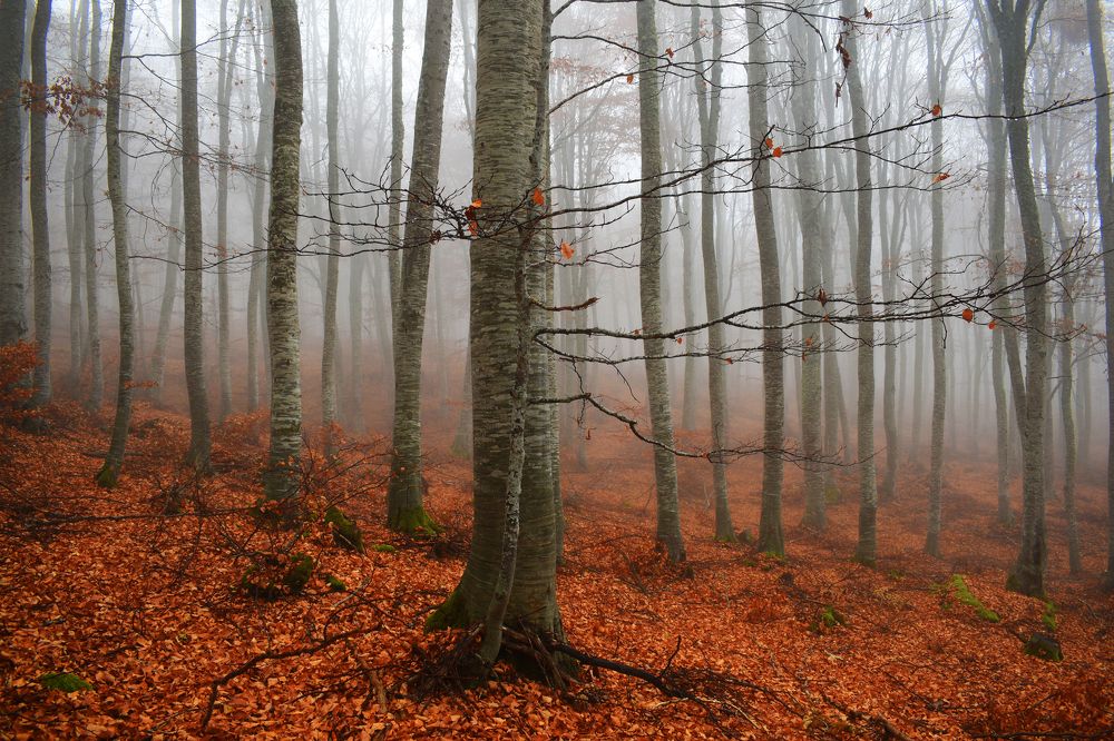 Photograph by ILIAS DIMITRIOU