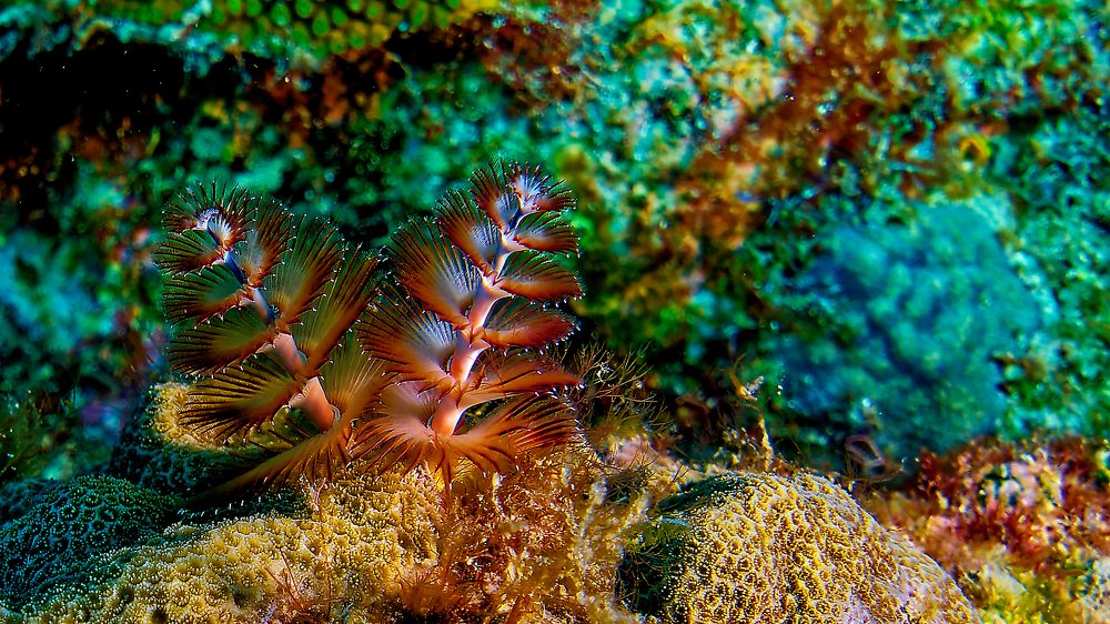 Photograph by Alain NEGRONI