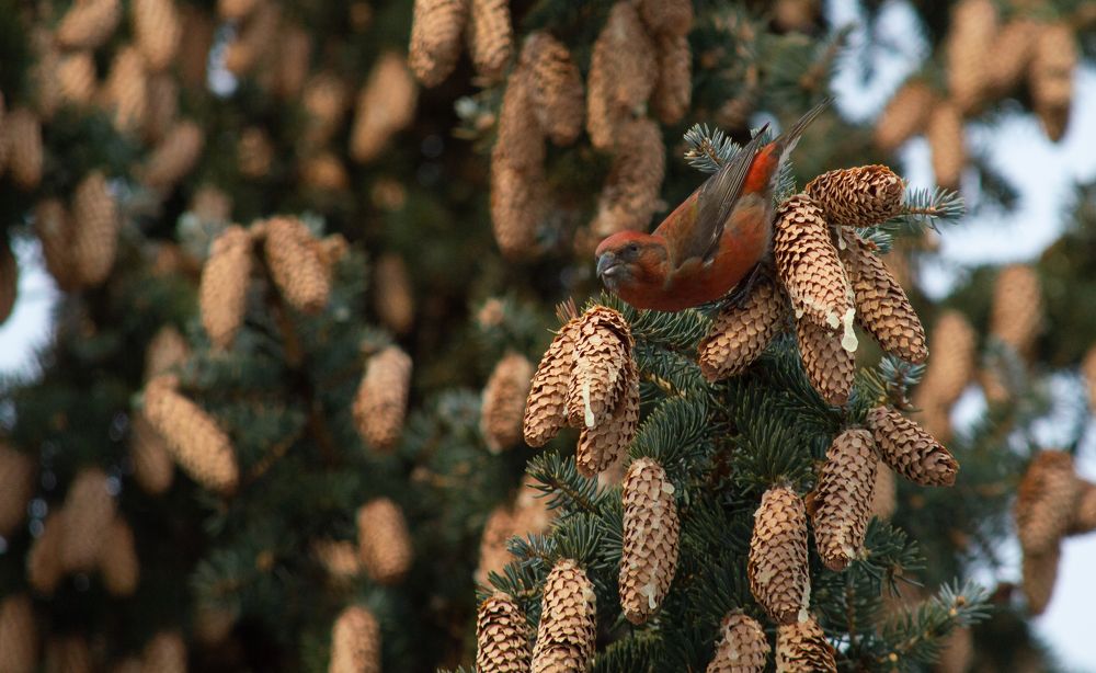 Photograph by Андрей Красников