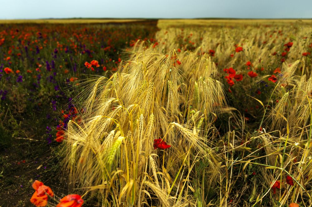 Photograph by Валерий Лейко