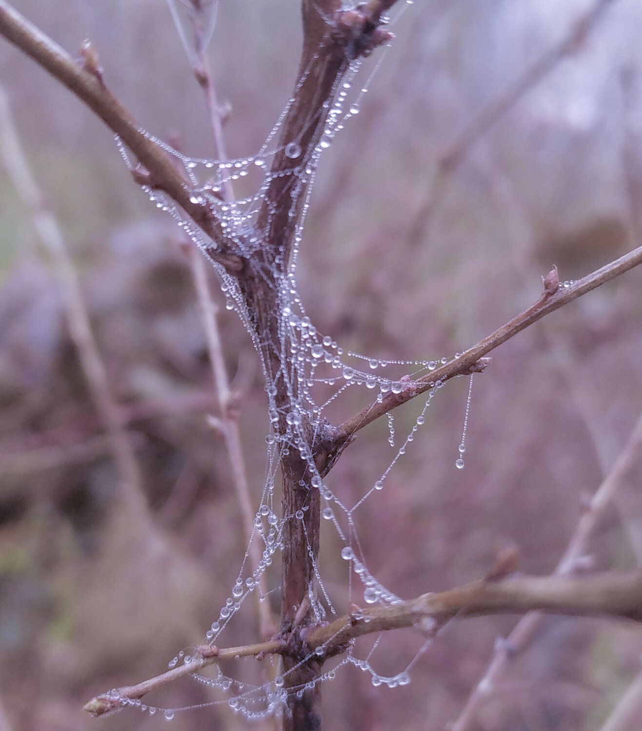 Photo #6778614