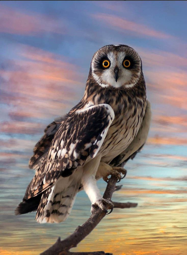 Болотная сова