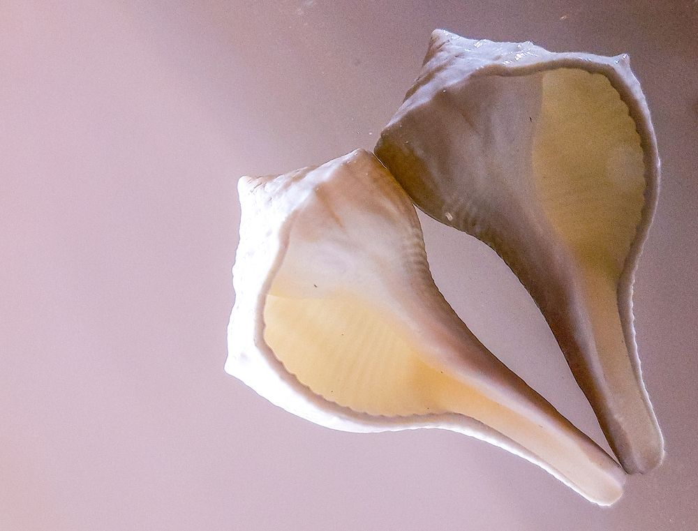 Shell