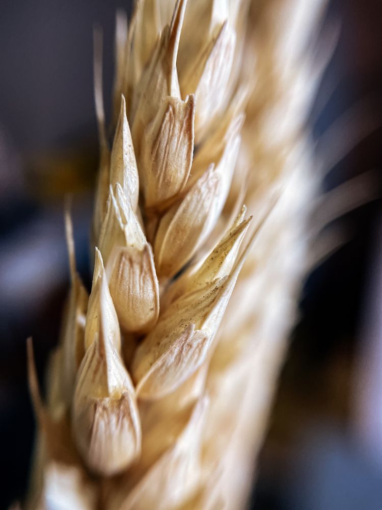 Колос пшеницы