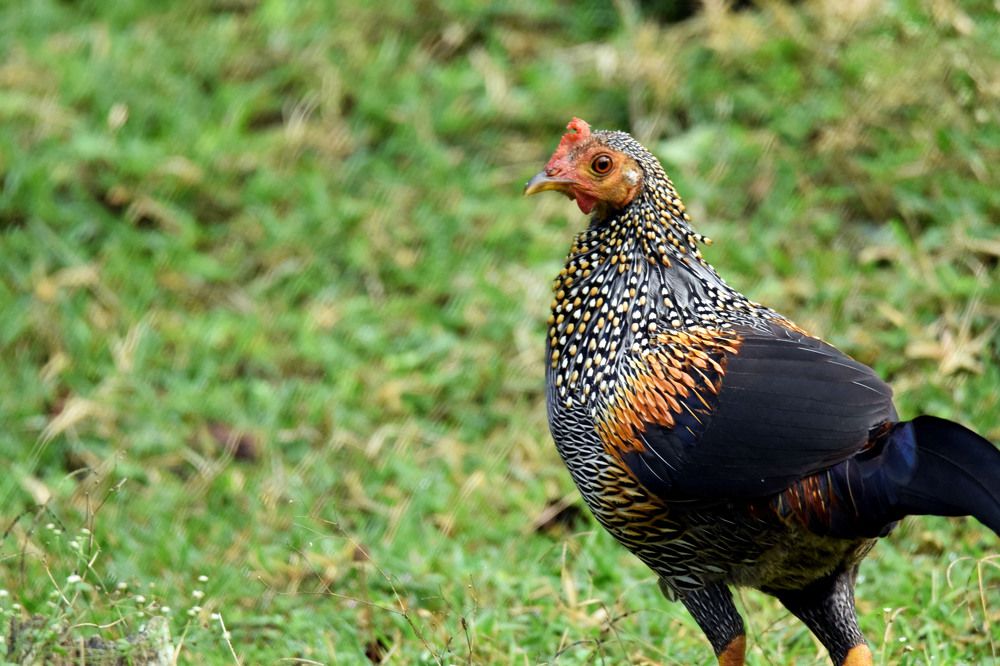 Photograph by Satish Nerlekar