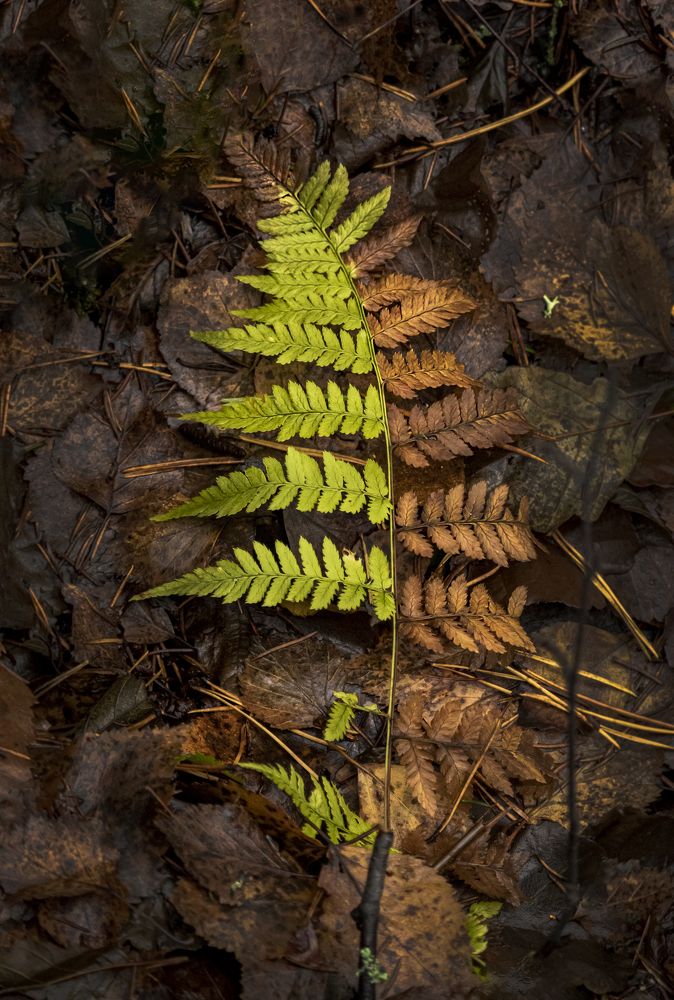 Поздняя красота