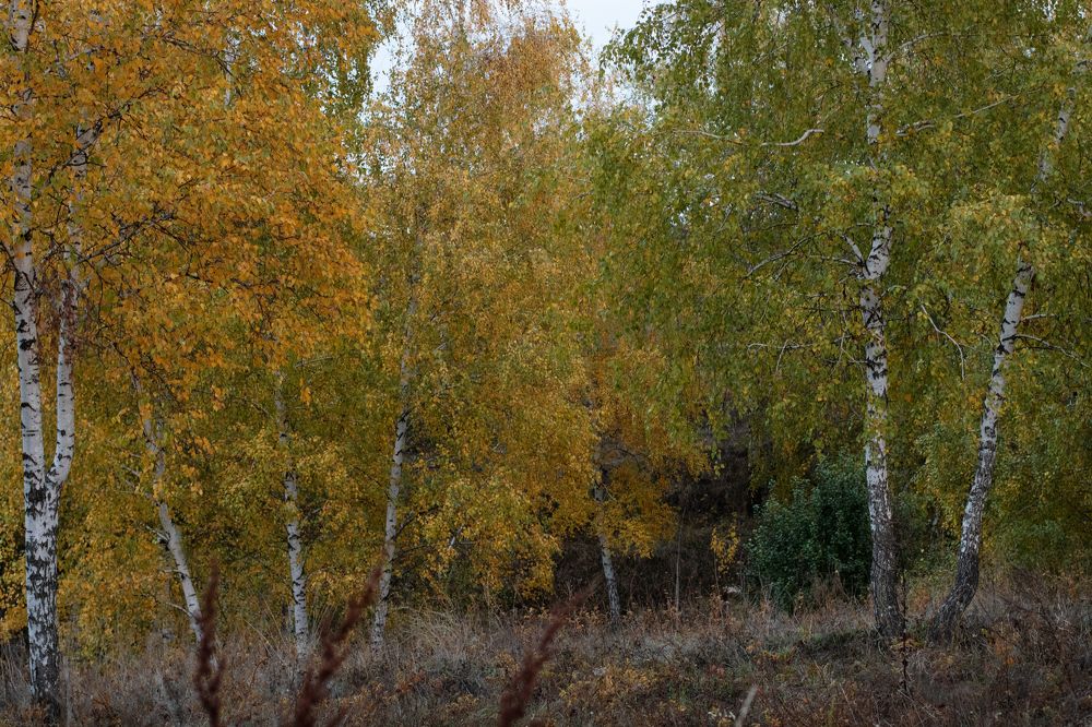 Photograph by Надежда Ржевская