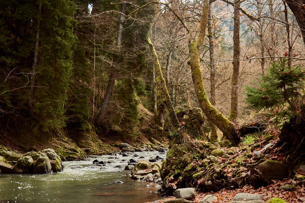 Borjomi National Park