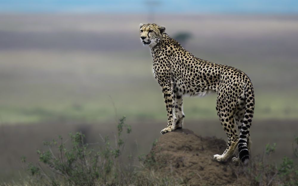 Photograph by Vignesh Ramachandran