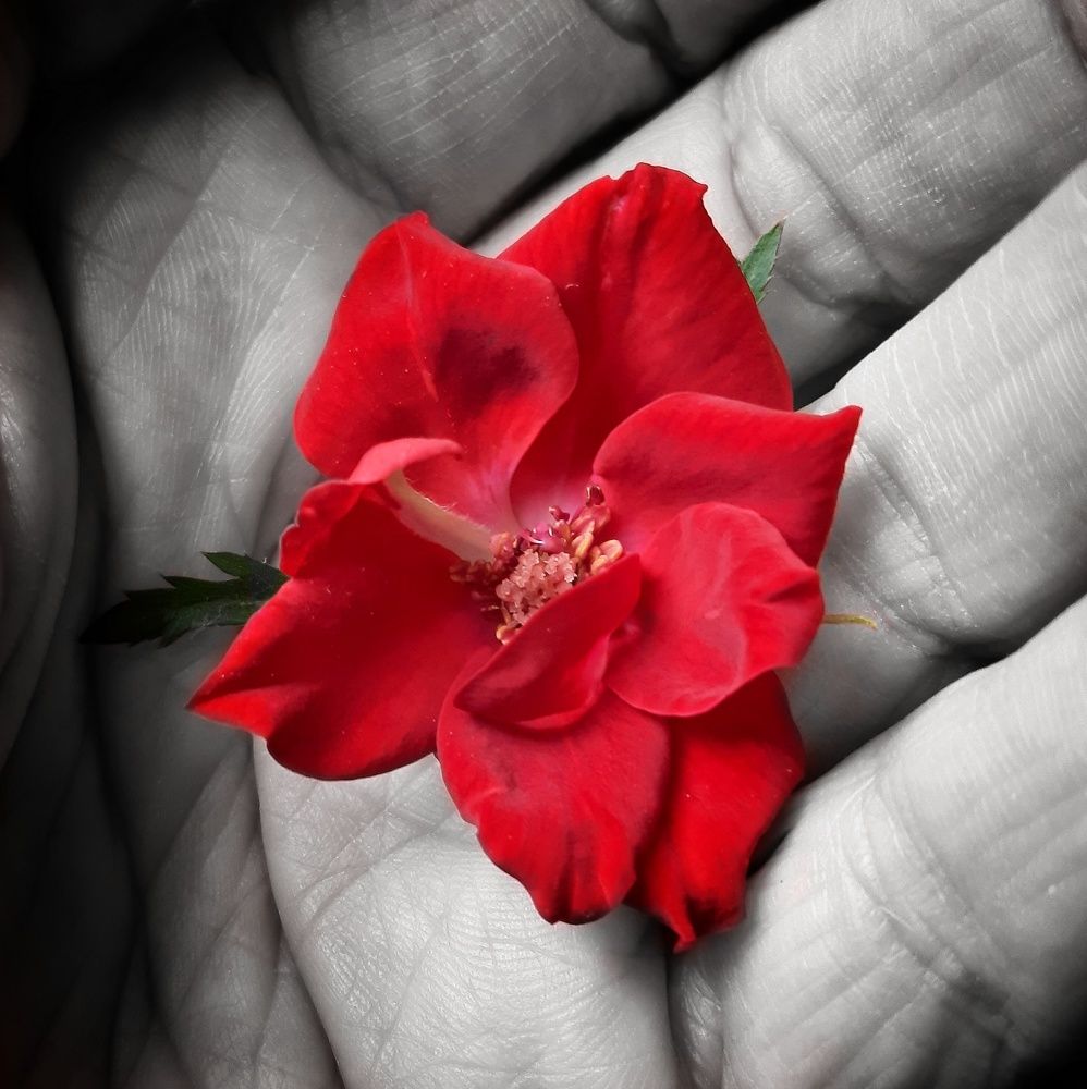 Photograph by Бакшеева Марина