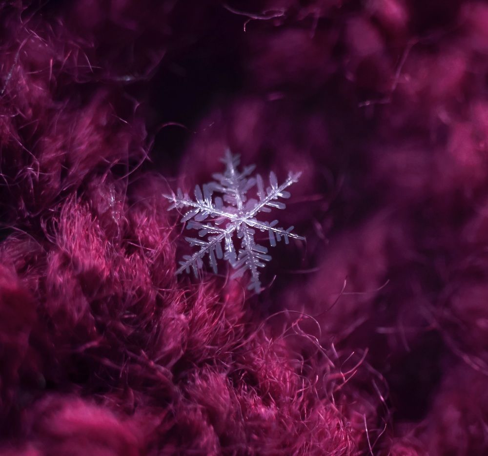 Снежная гостья