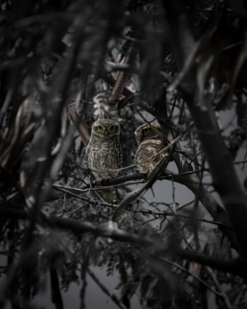 Photograph by Sharanesh S