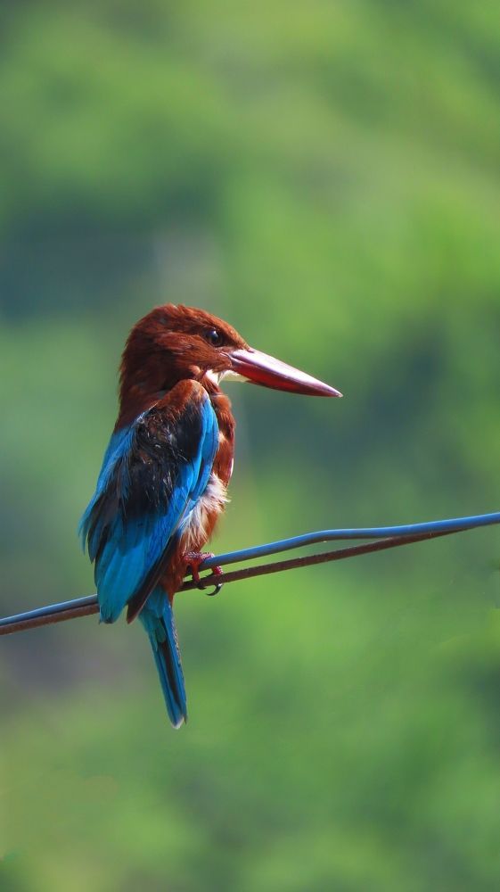 Wildlife photography
