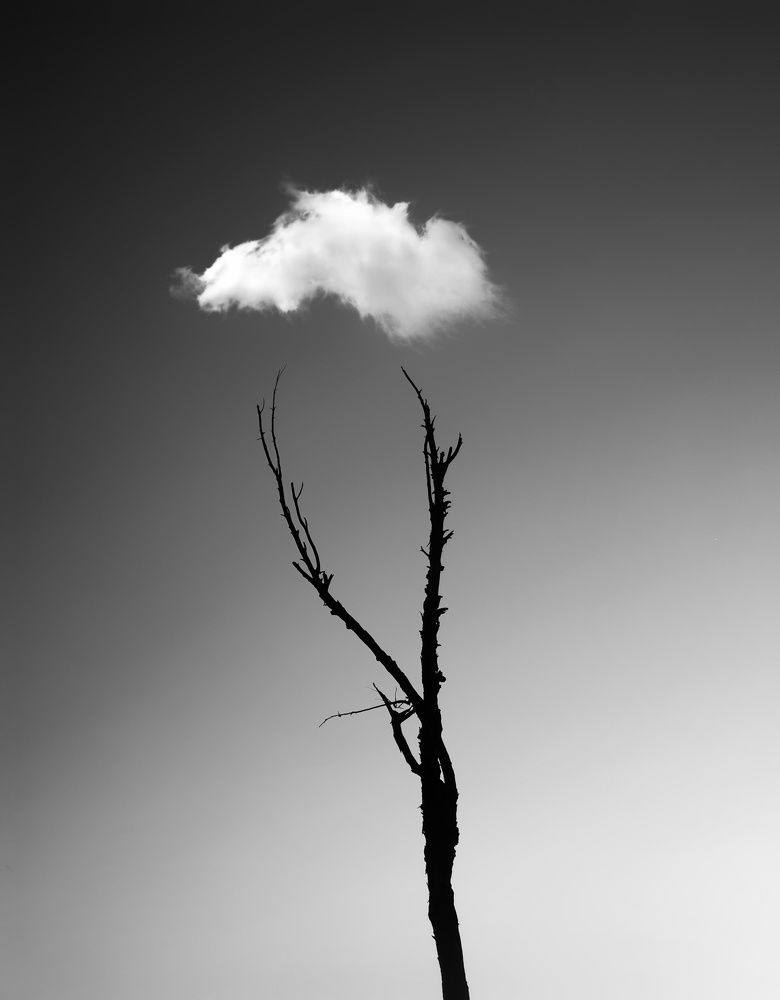Cloud Tree