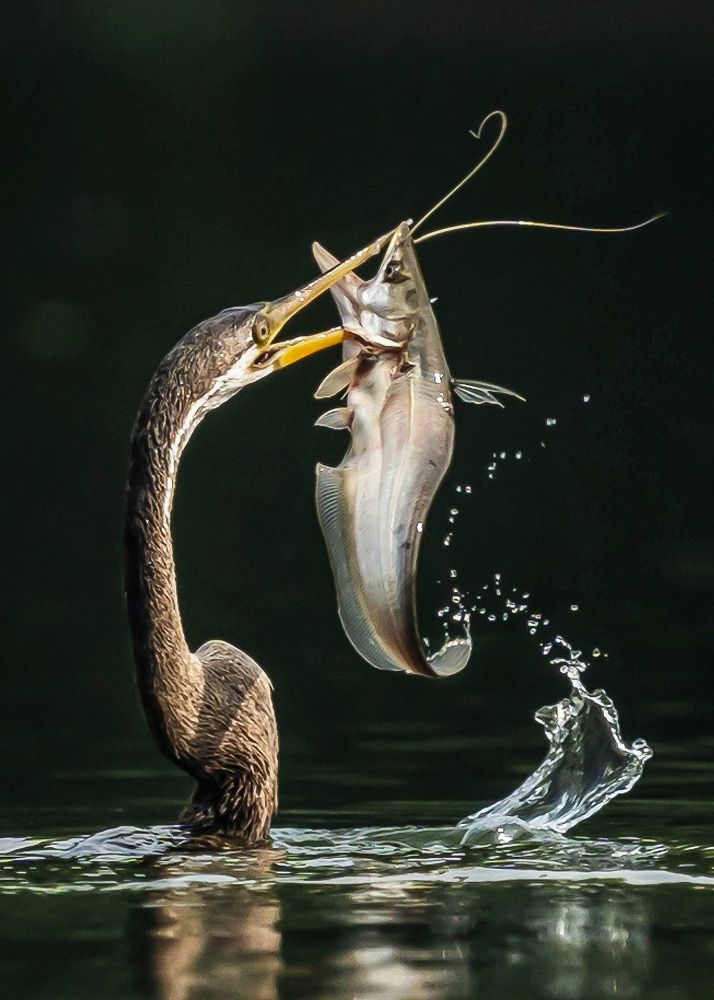 Darter with a catfish