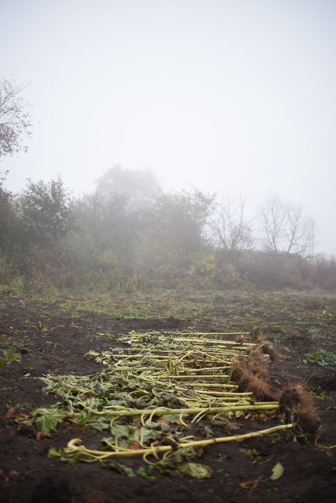 Photograph by Ада