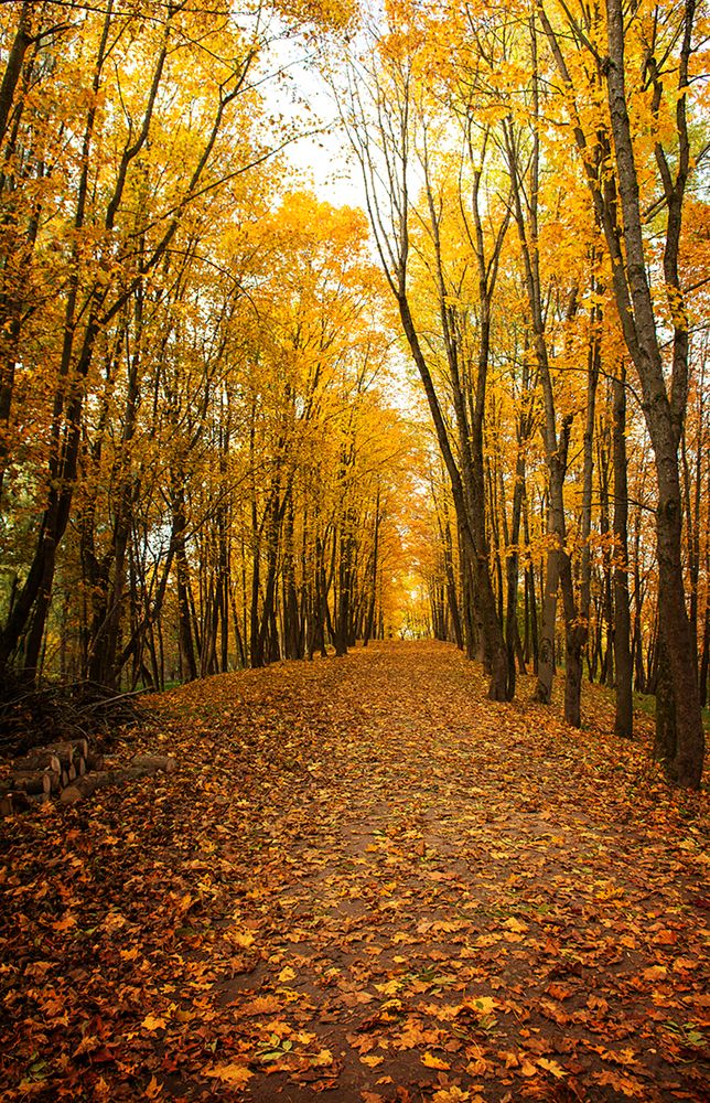 Фотография автора Aлена Хлопова