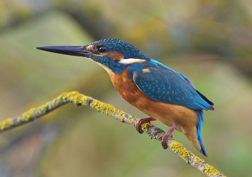 Photograph by Олег Есиков