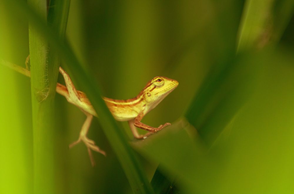 Photograph by Rajan Adhikari