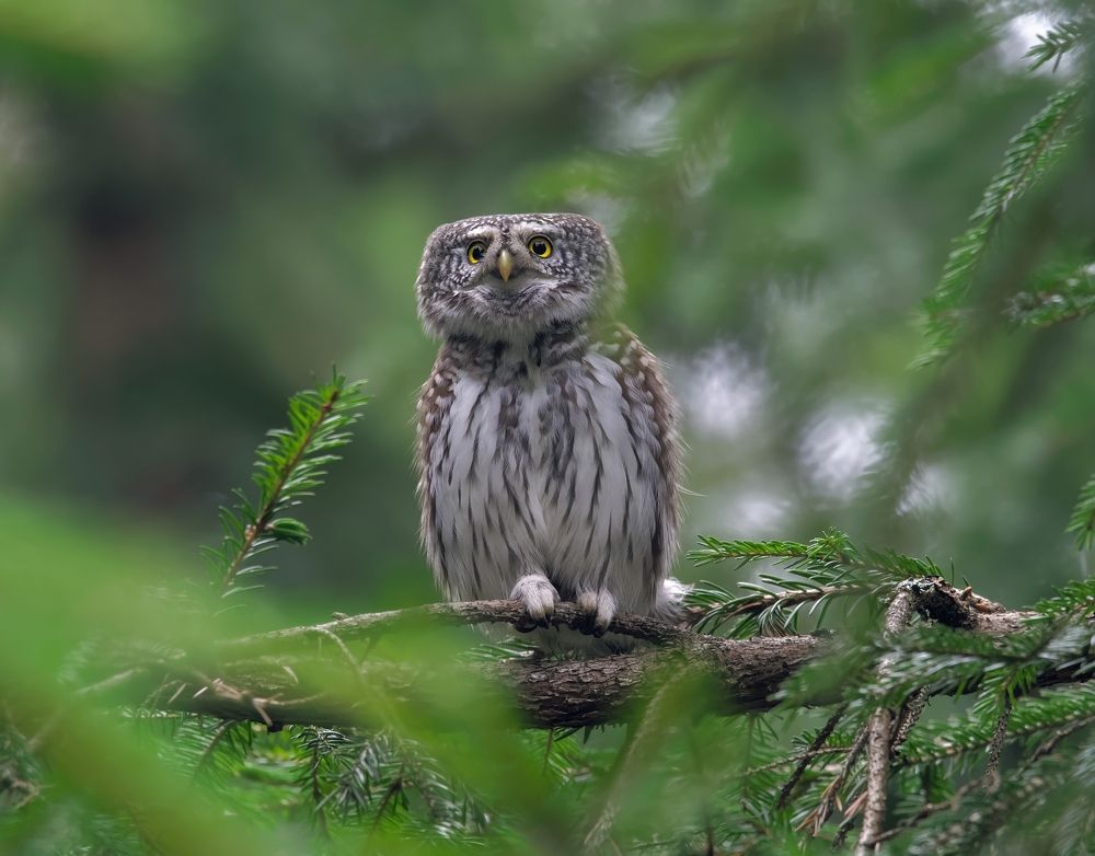 В поисках добычи