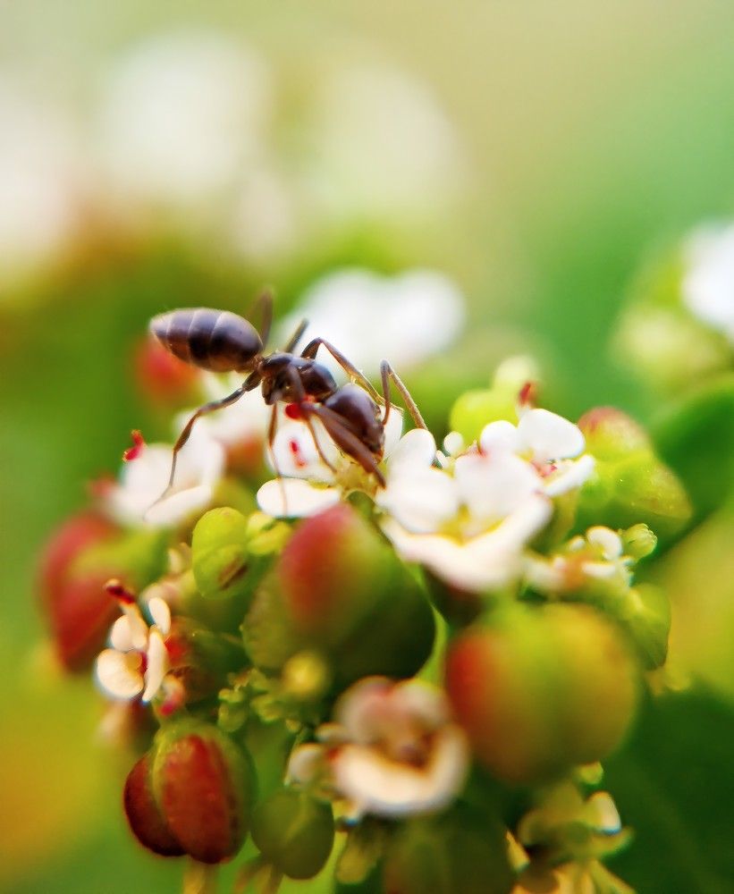 Photograph by Ali Reza Sanaei