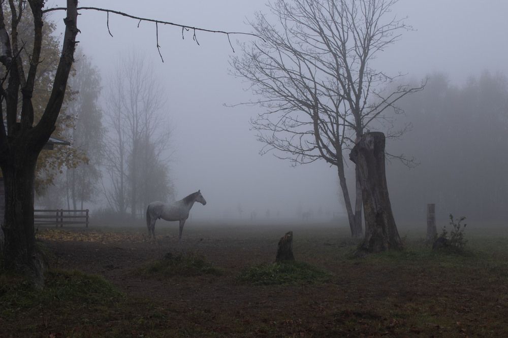 Фотография автора Коршак Елена