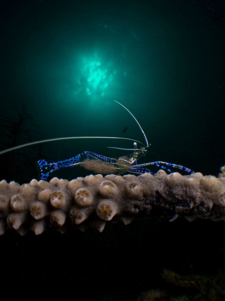 Photograph by Xavi Lopez