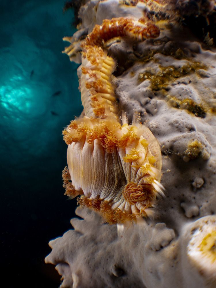 Photograph by Xavi Lopez