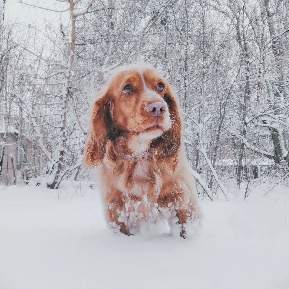 Photograph by Ksenia Sevostianova