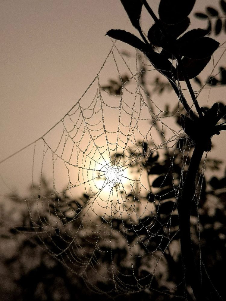 Ловец солнца