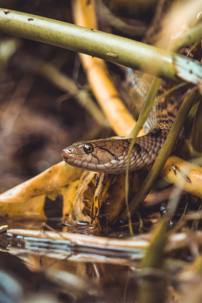 Photograph by Shehan Anuranga