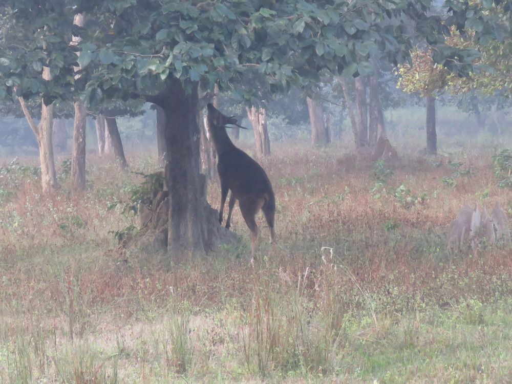 Swamp deer in the fog