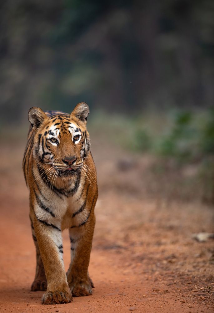 Photograph by Jayanth G