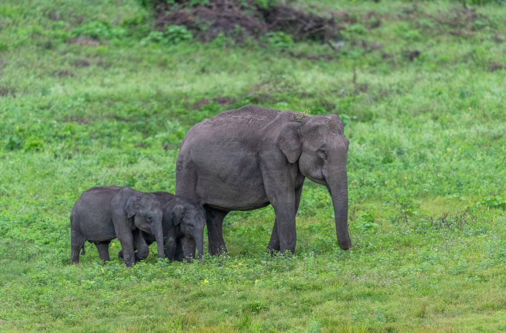 Photograph by Jayanth G