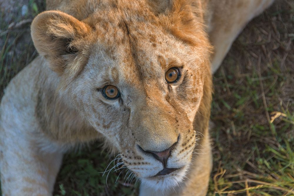 Человек, а может, поиграем..?