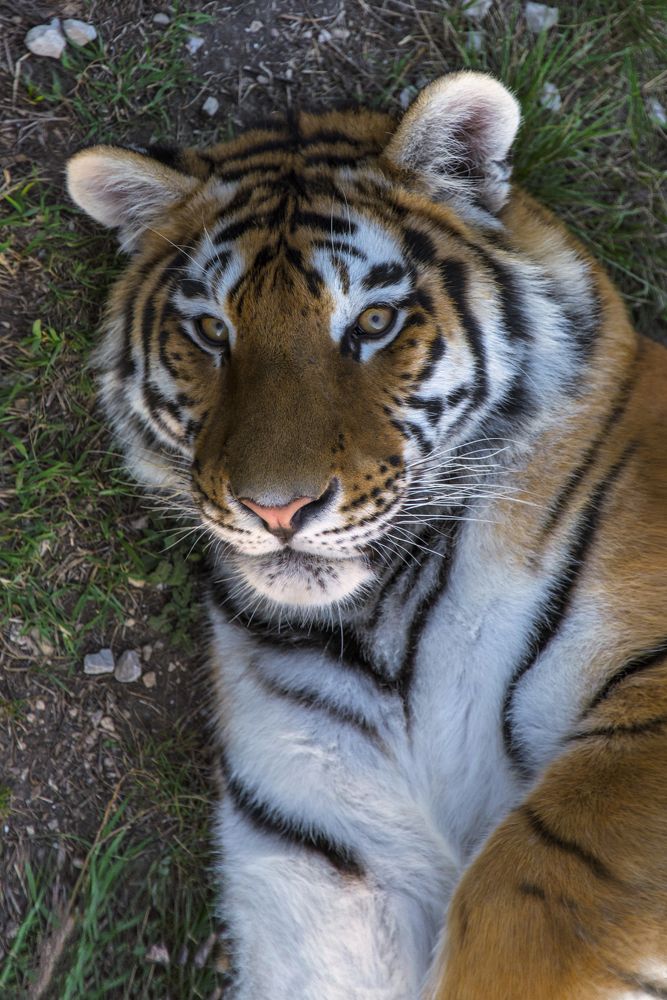 Смотрит зорко острым взглядом...чует, ужин где-то рядом!