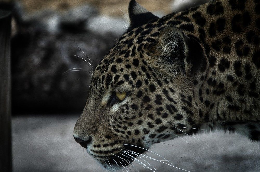 Цейлонский леопард.