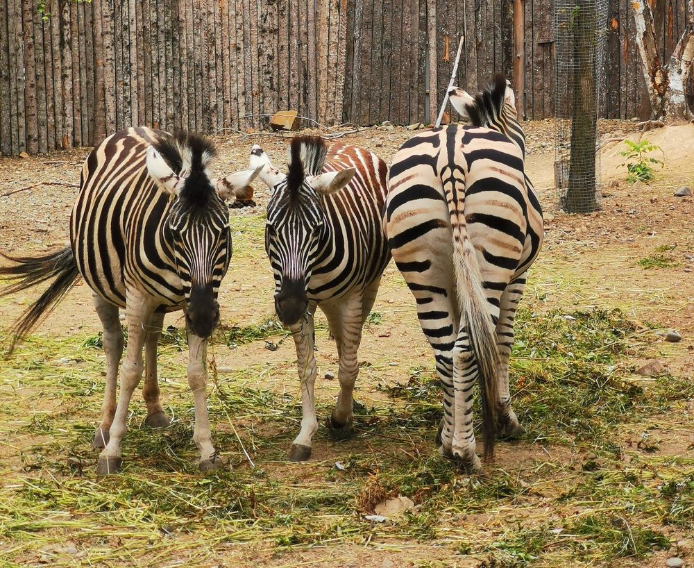 Photograph by Переверзева Татьяна