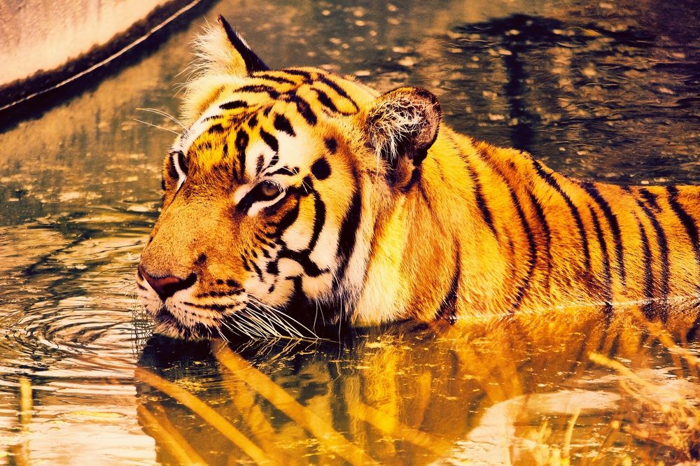 Фотография автора Ahamed ashif Man in nature