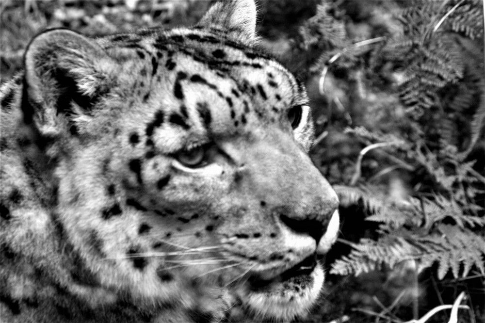 Фотография автора Jaroslav Hanzalík