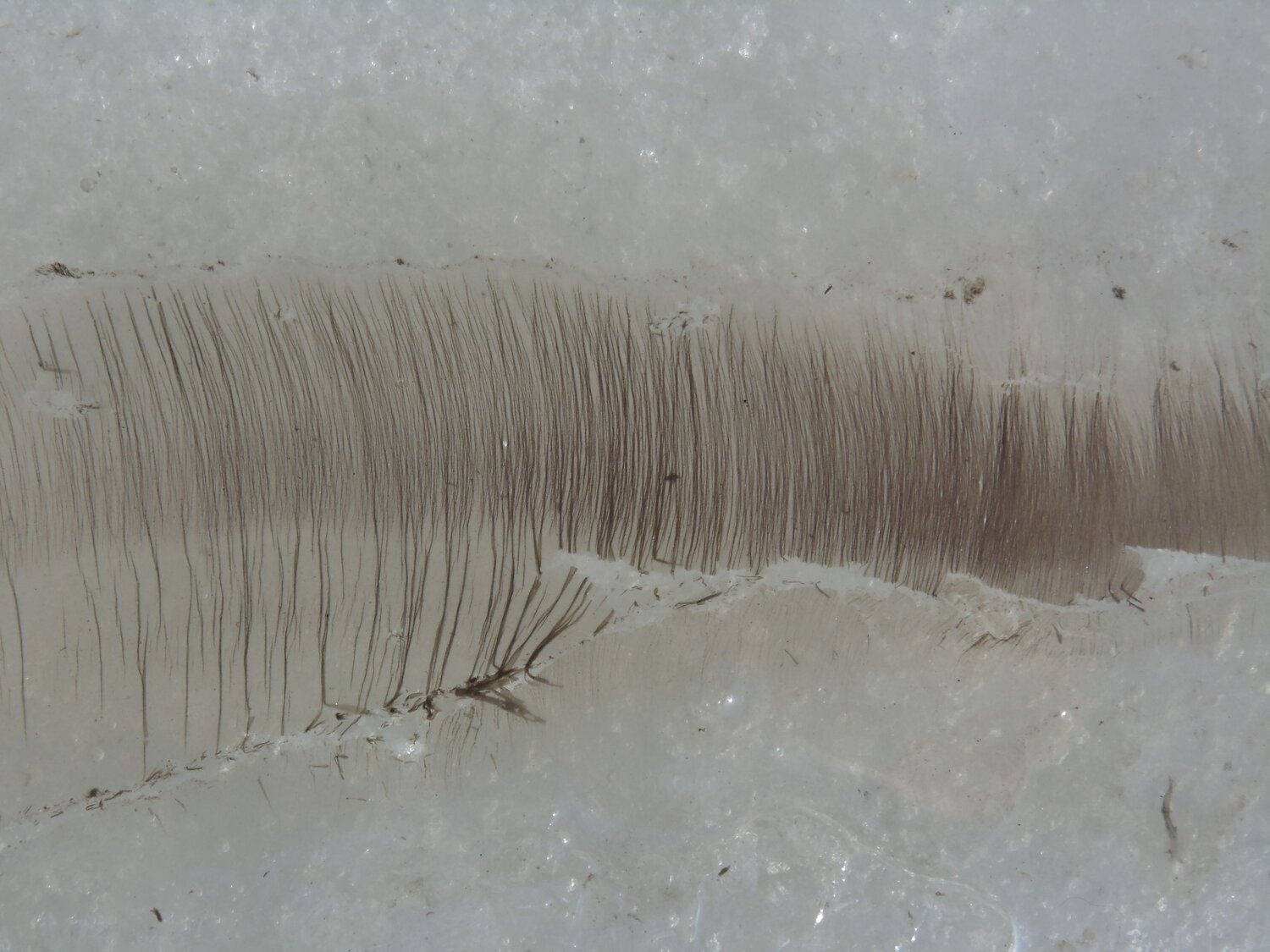 Photo #6783592