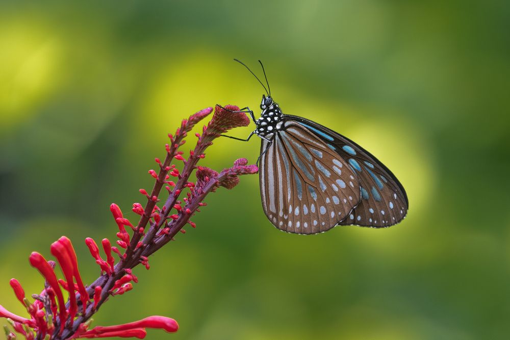 Photograph by Benny Chan