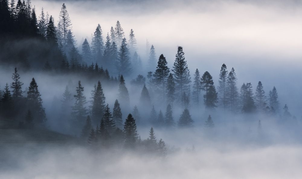 Misty forest