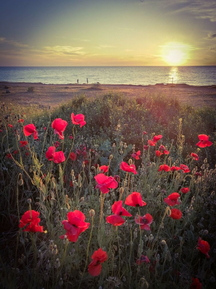 Алые маки Крыма