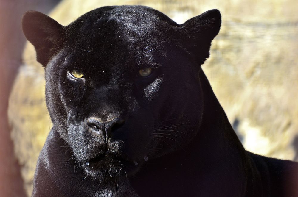 Фотография автора Антип