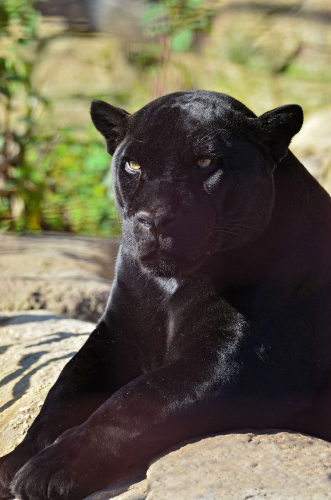 Фотография автора Антип