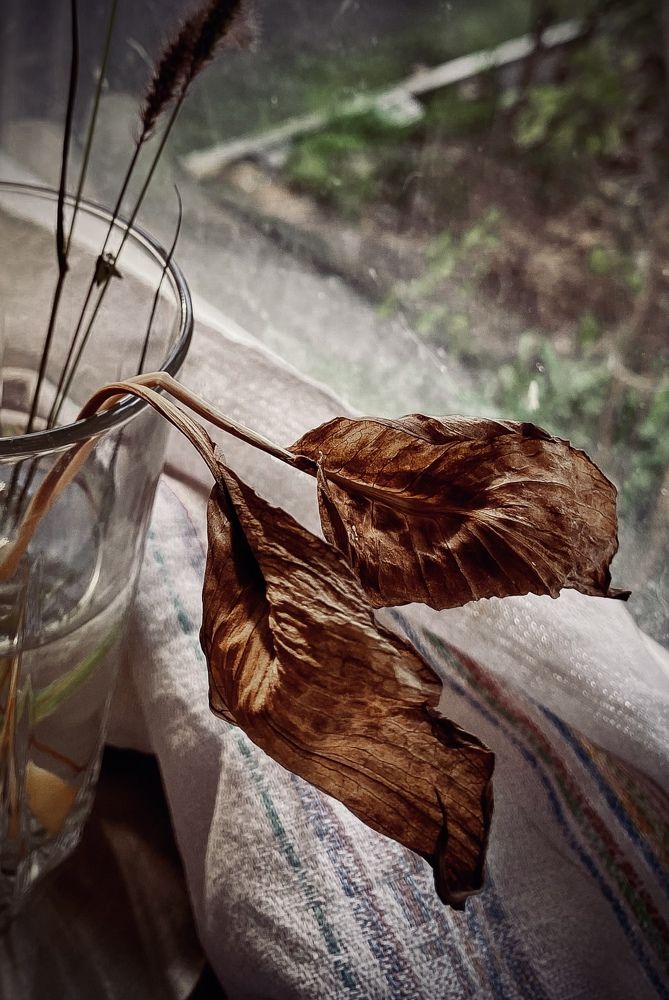 Забытые цветы