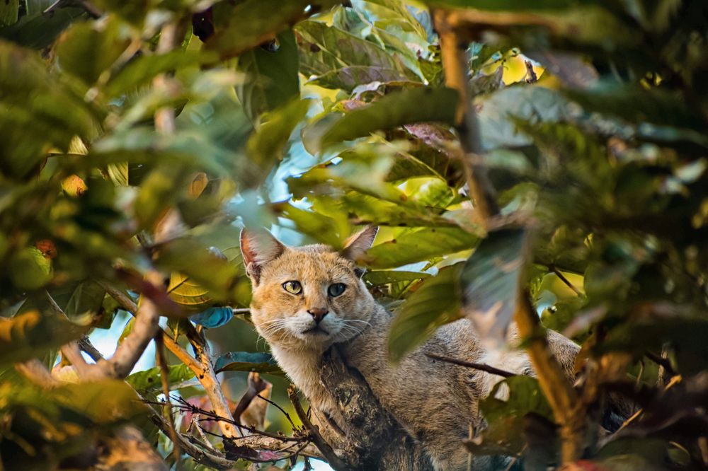 Photograph by Deep Choudhury