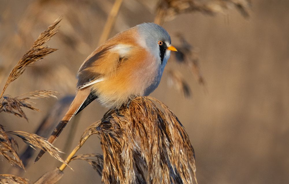 Фотография автора Татьяна Ливеровская