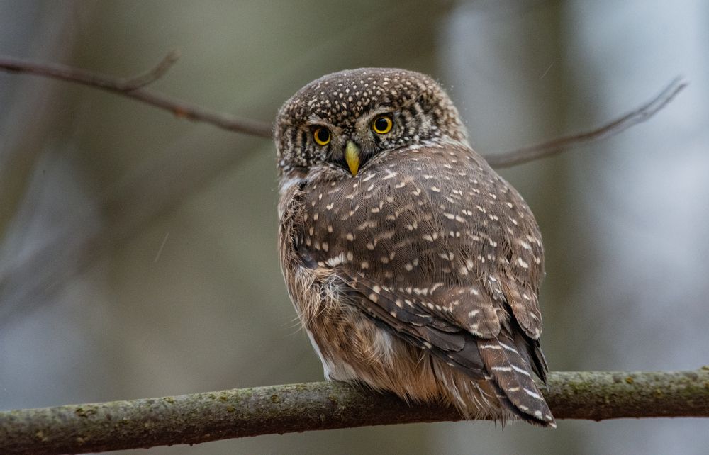 Фотография автора Татьяна Ливеровская